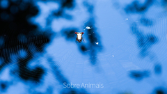 Micrathena plana