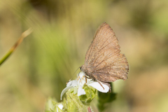 Callophrys augustinus