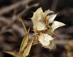 Hecastocleis shockleyi