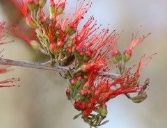 Combretum microphyllum