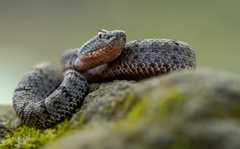 Crotalus lepidus