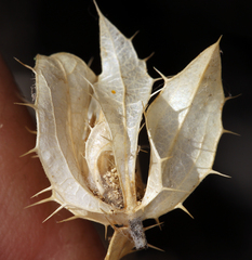 Hecastocleis shockleyi