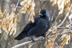 Corvus monedula