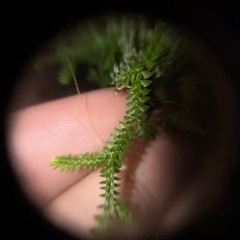 Selaginella nipponica