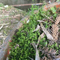 Selaginella nipponica