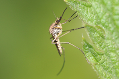 Aedes rusticus