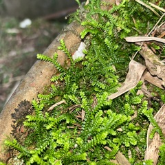 Selaginella nipponica