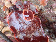 Constantinea simplex