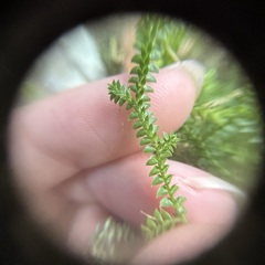 Selaginella nipponica