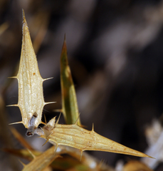 Hecastocleis shockleyi