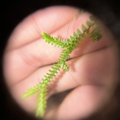 Selaginella nipponica