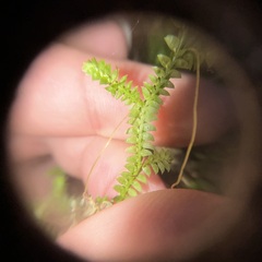 Selaginella nipponica