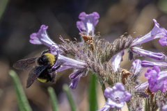 Bombus crotchii