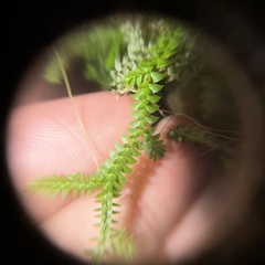Selaginella nipponica