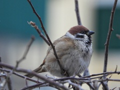 Passer montanus