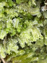 Lophocolea bidentata