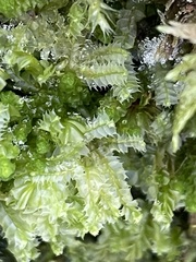 Lophocolea bidentata