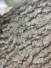 Myelochroa aurulenta