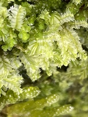 Lophocolea bidentata