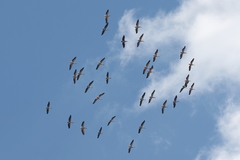 Pelecanus onocrotalus