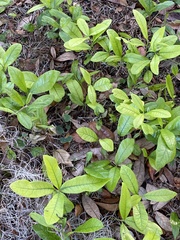 Geobalanus oblongifolius