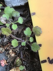 Lagenophora strangulata