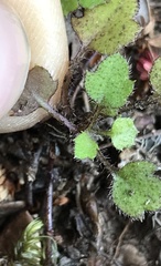 Lagenophora strangulata