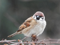Passer montanus