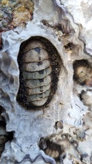 Acanthopleura