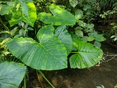 Xanthosoma