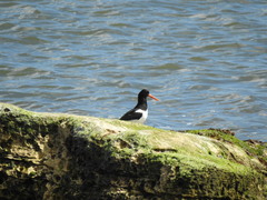 Haematopus ostralegus