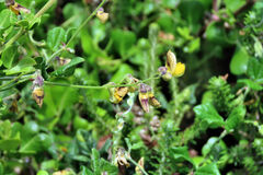Rhynchosia caribaea