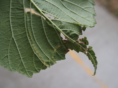 Agromyza aristata