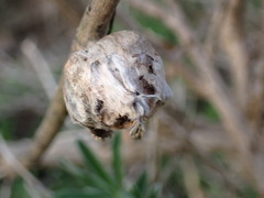 Neolasioptera lupini