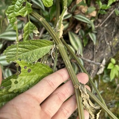Elatostema oblongifolium