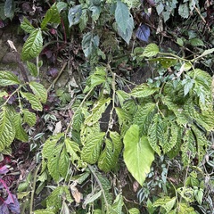 Elatostema oblongifolium
