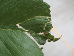 Agromyza aristata