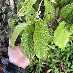 Elatostema oblongifolium