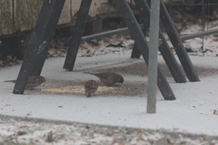 Junco hyemalis mearnsi