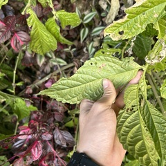 Elatostema oblongifolium