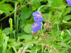 Geranium pratense