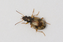 Bembidion pallidipenne