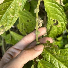 Elatostema oblongifolium