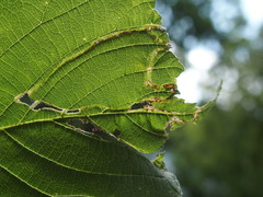 Agromyza aristata