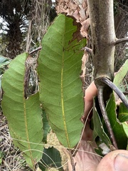 Cupaniopsis anacardioides