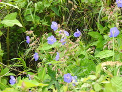 Geranium pratense