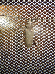 Susuacanga stigmatica