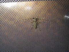 Susuacanga stigmatica