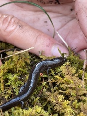 Stereochilus marginatus