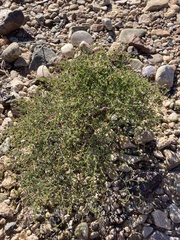 Fagonia laevis